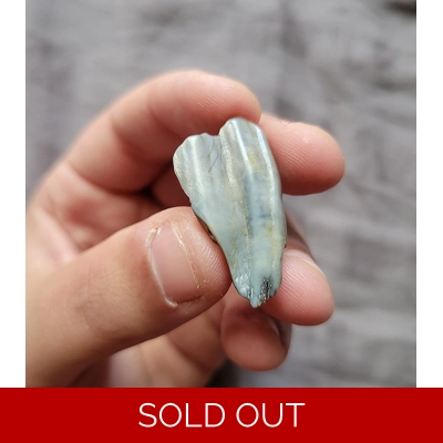 Very Rare Partial Pronghorn Antelope Mammal Tooth Closed Pliestocene Locality Texas